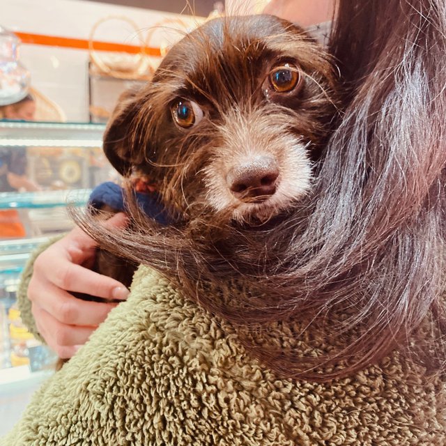 Thank you for the dog treats, I'll come back tomorrow! #pitchounbeverly #doglove https://t.co/A0alaPNbWk